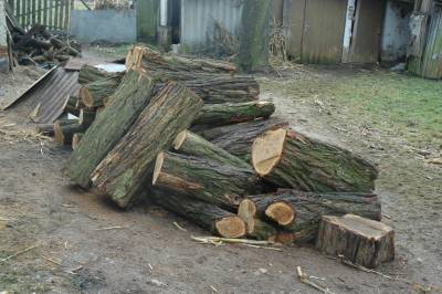 Acacia Firewood