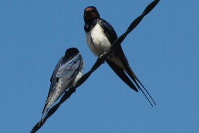 Swallows? Swifts? House Martins?