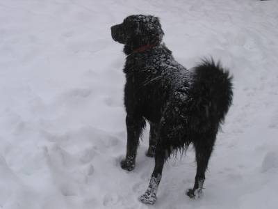 Blackie in the Snow