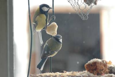 Blue Tit and Great Tit