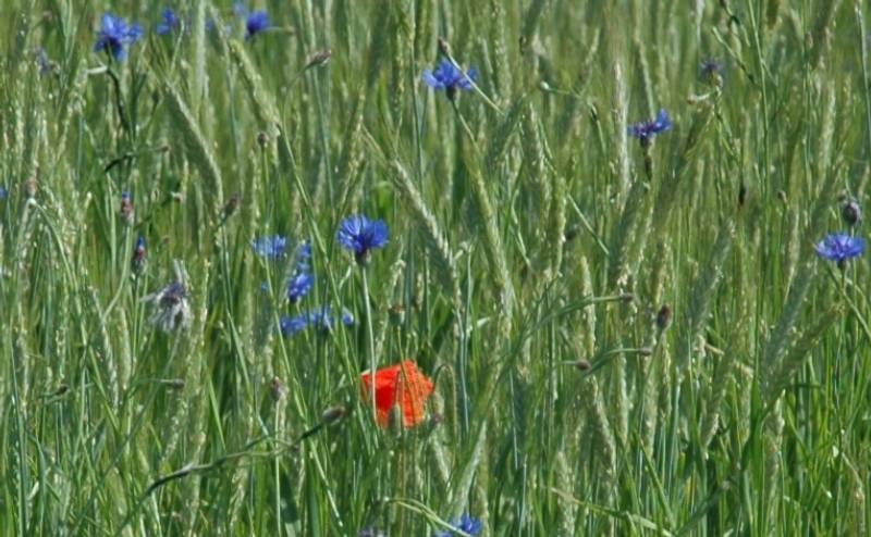 Cornflowers and a Poppy in a Wheat Field
