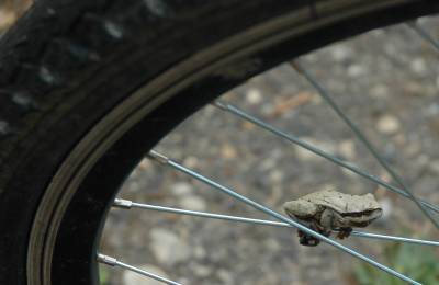 Tree Frog on the Spokes of a Bicycle