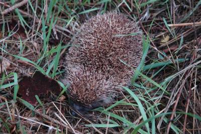 Hungarian Hedgehog