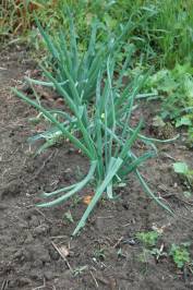Growing Onions For Seed