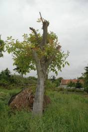 Pollarded Walnut Tree