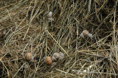 Hungarian Snails