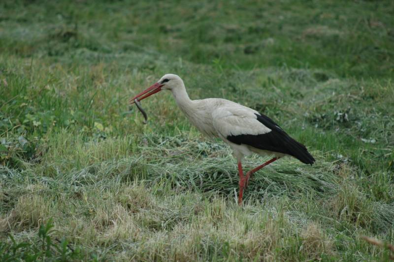 Stork with snake
